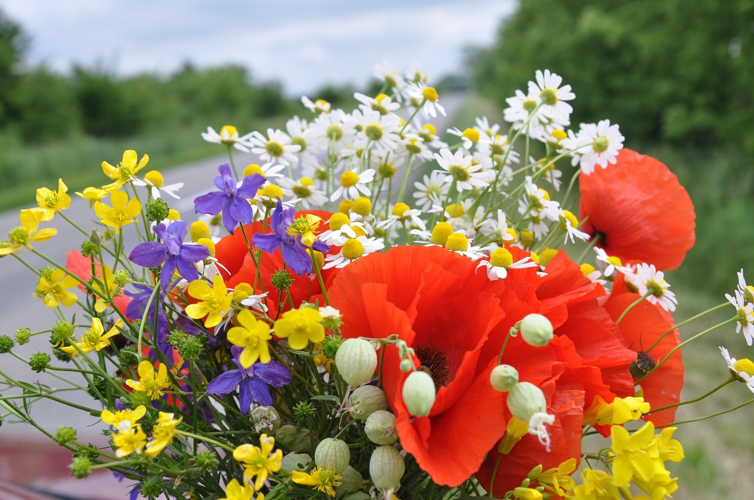 Blumenstrauß bestehend aus Wildblumen.